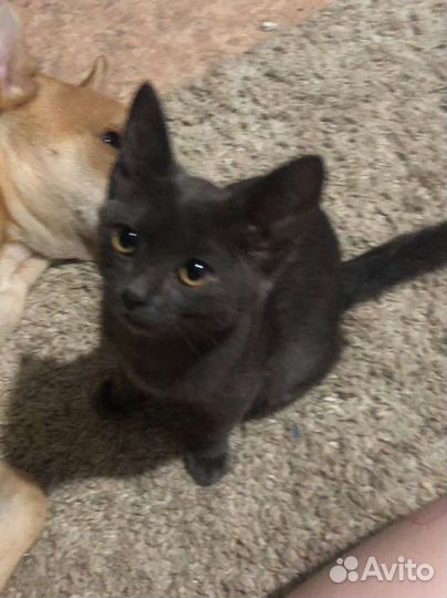 Потерялась кошка