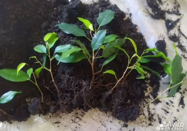 Фикус бенджамина большой и черенки с корнями