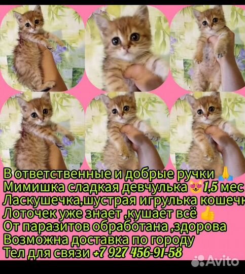 Домашние животные