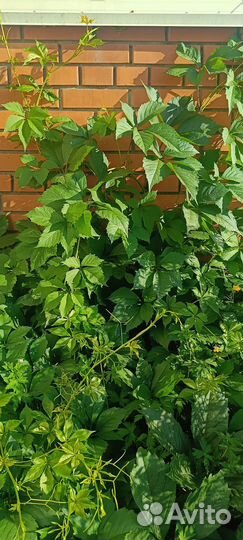 Девичий виноград