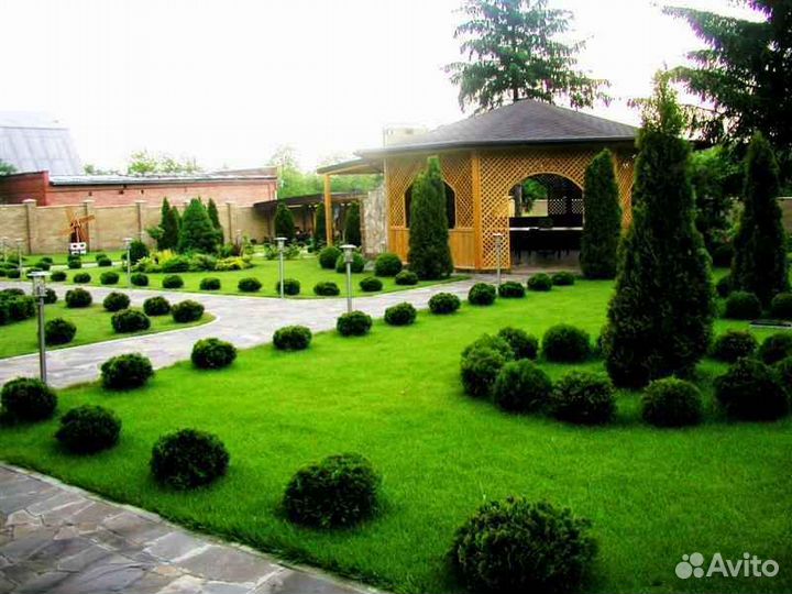 Рулонный газон мятлик