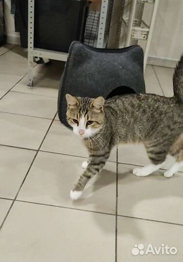 Котик в добрые руки