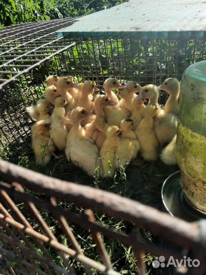 Утята шипуны белые