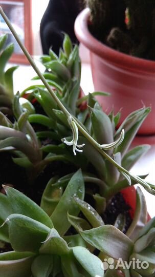 Хавортия ладьевидная