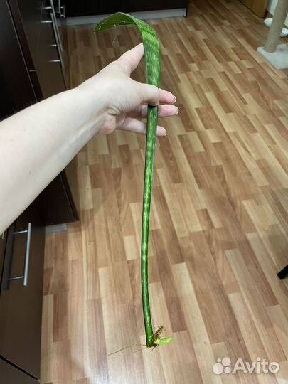 Сансевиерия тещин язык