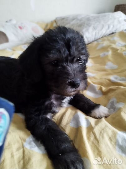 Щенок 1 мес мальчик