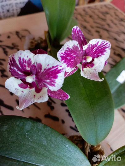 Орхидея фаленопсис биг лип