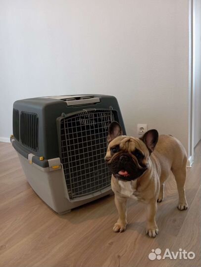 Переноска для собак на колесах