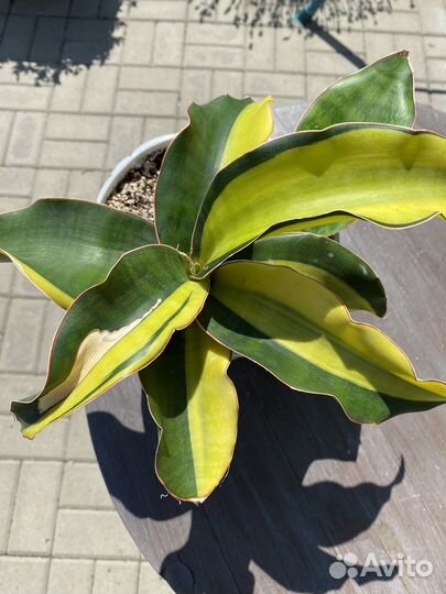 Сансевиерия