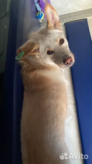 Собака в добрые руки