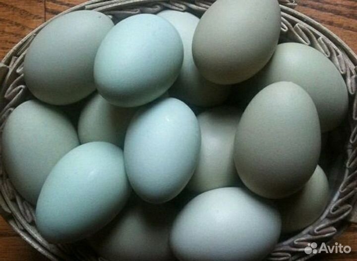 Яйца на инкубацию
