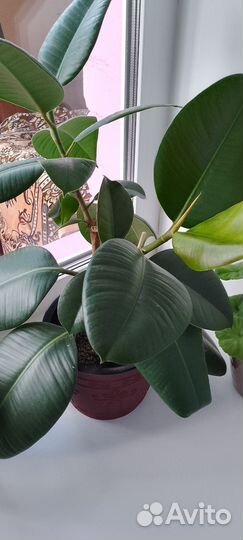 Фикус каучуконосный