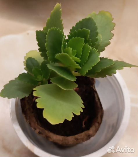 Каланхоэ цветущий