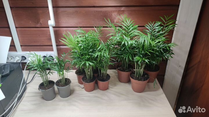 Хамедорея комнатные цветы растения