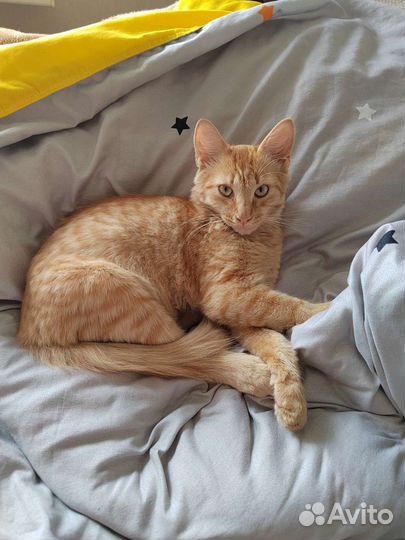 Рыжий котенок 5-6 месяцев