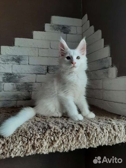 Белые коты куны