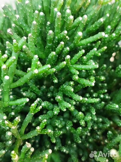 Хатиора Salicorniodes