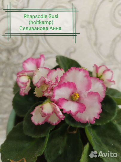 Фиалка срезы, укорененные черенки и детки