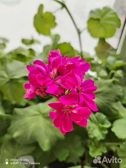 Пеларгония герань срез, укорененные