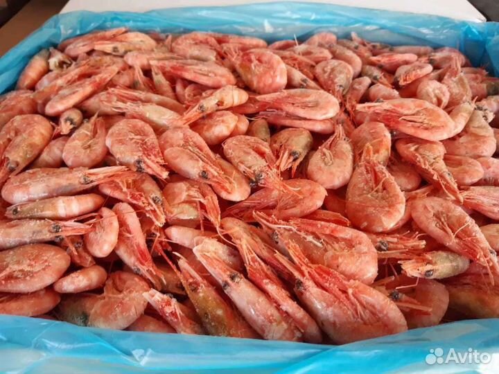 Креветка северная