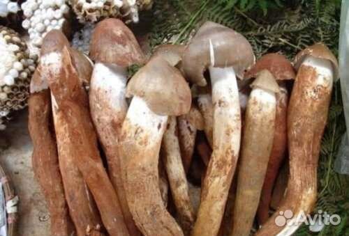 Маточный мицелий Jizong Jun