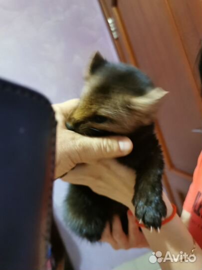 Соболь хорь норка