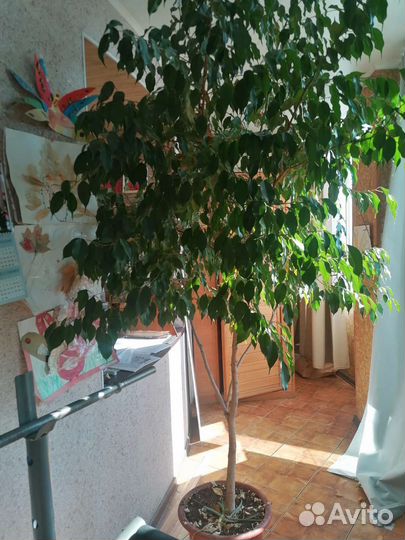 Фикус бенджамина большой