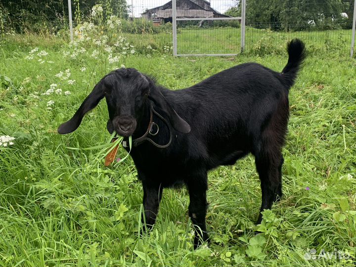 Нубийский козел