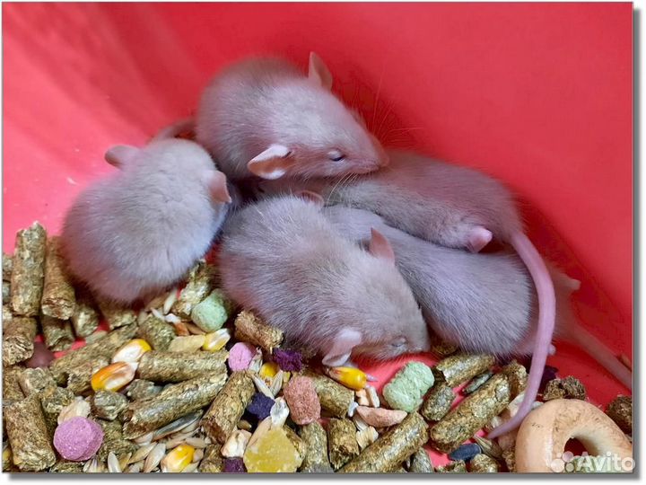 Крысы (Дамбо). Канадские крысята из питомника