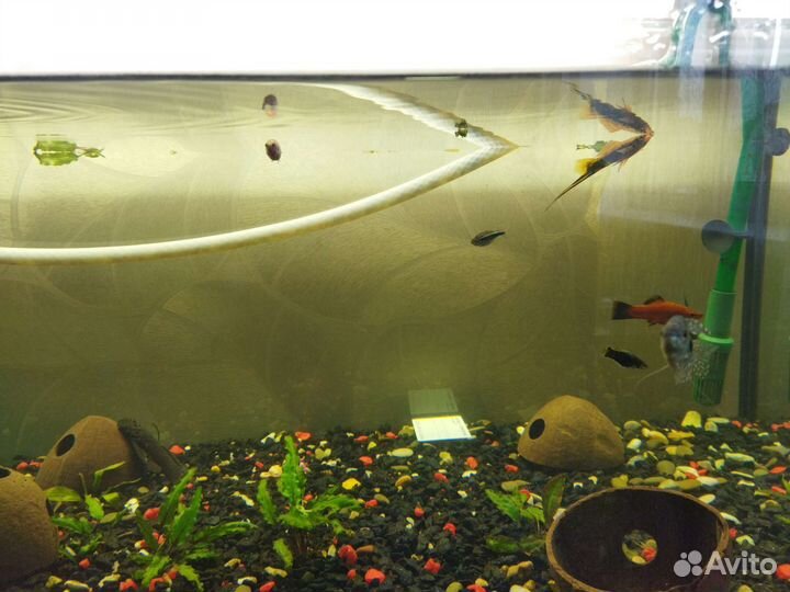 Аквариум