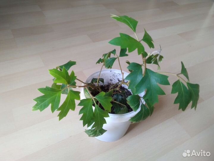 Пеперомия, цисус, папоротник, традисканции