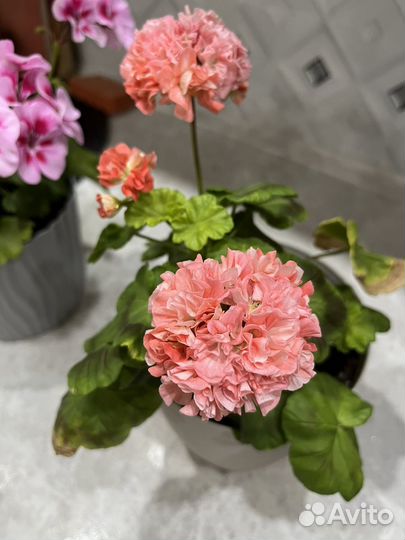 Герань пеларгония