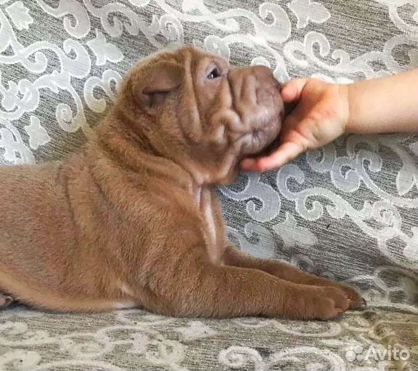Шарпей в добрые руки