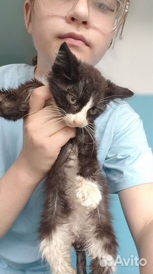 Котенок девочка в добрые руки