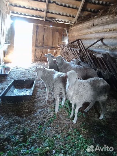 Овцы и бараны