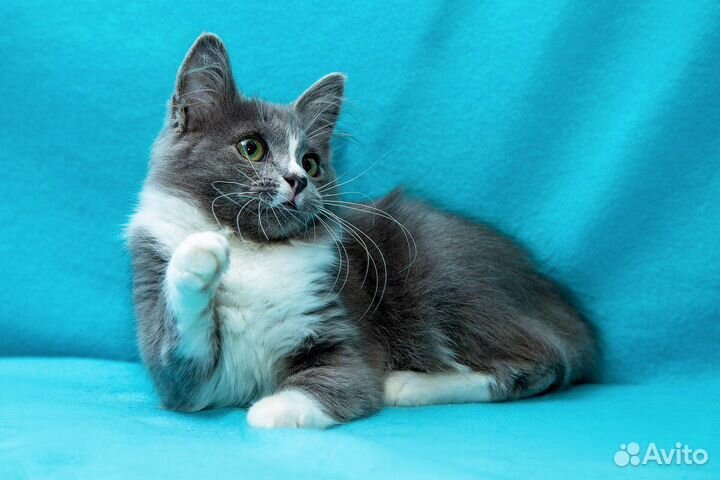 Трогательная малышка Ксю ищет дом