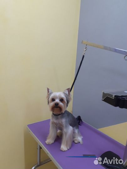 Грумер, стрижка собак и кошек