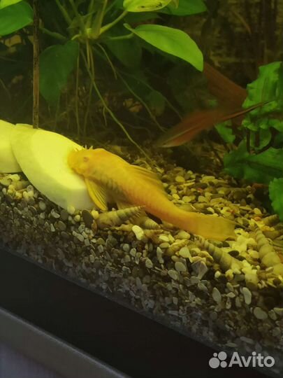 Самцы и самки Анциструс альбинос