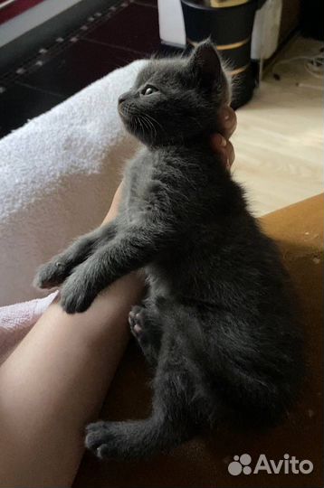 Котята бесплатно