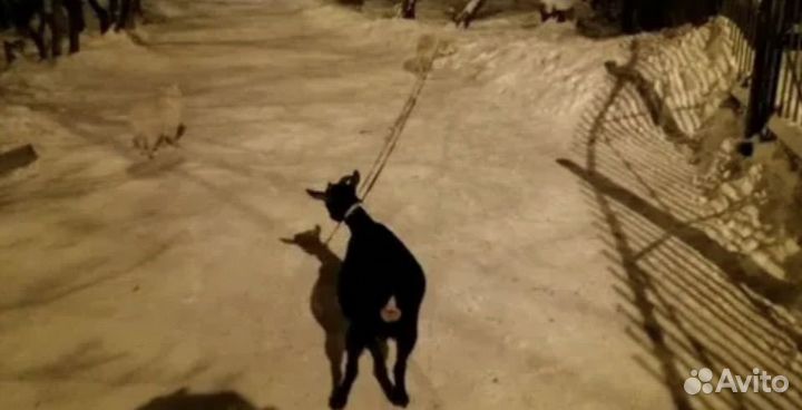 Выгульщик собак