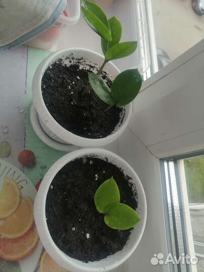 Замиокулькас