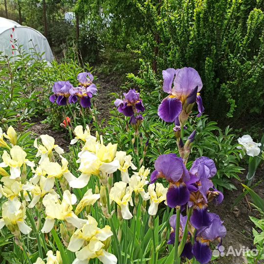 Ирисы