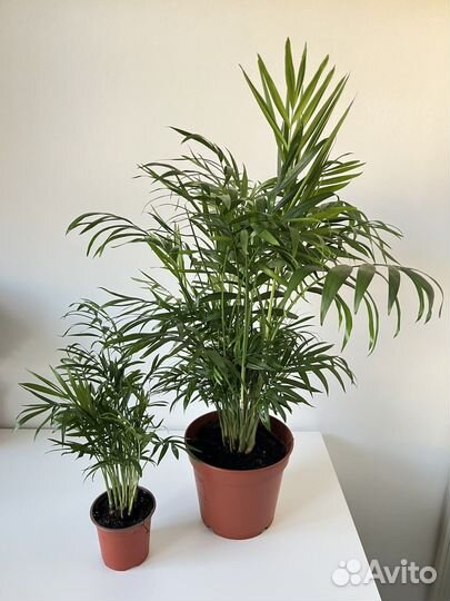 Пальма хамедорея