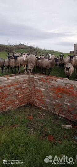 Овцы бараны ягнята