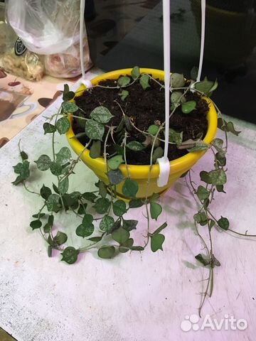 Хойя куртиси взрослое растение