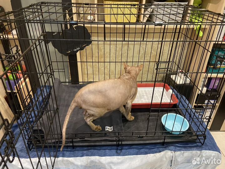Клетка для кошек и собак в аренду