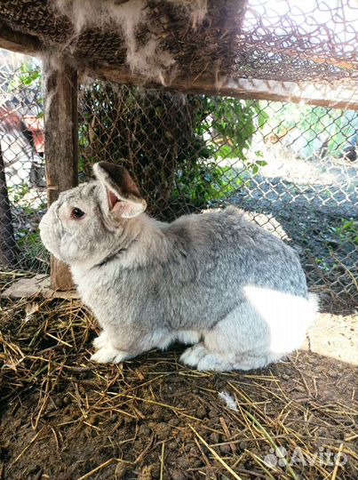 Кролики породы фландр