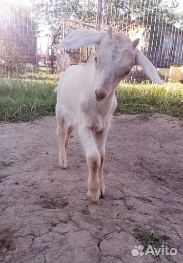 Англо нубийский козел