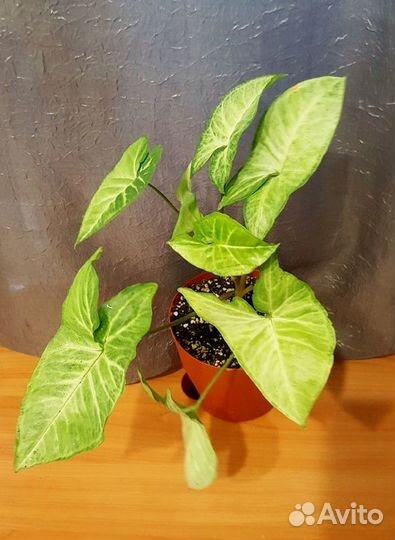 Комнатные цветы