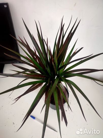 Драцена Маргината